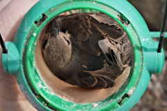 20190523-p2310326-starling-trapped-in-bird-feeder