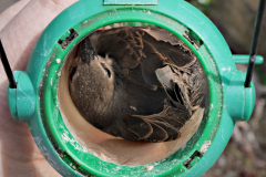 20190523-p2310328-starling-trapped-in-bird-feeder
