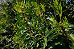 2020-04-09 p2390985 Portuguese laurel showing 10 centimetres or more of growth