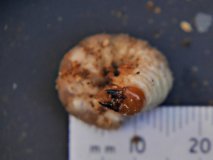 2021-03-29 Large Wood-Boring Larvae