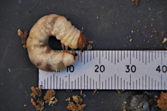 20210329-p2410844-large-wood-boring-grub