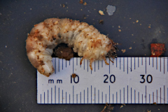 20210329-p2410850-large-wood-boring-grub
