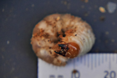 20210329-p2410854-large-wood-boring-grub