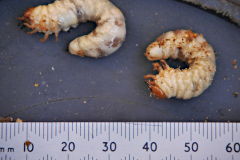 20210329-p2410862-large-wood-boring-grub