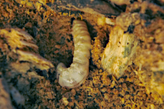 20210329-p2410869-large-wood-boring-grub