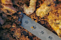 20210329-p2410879-large-wood-boring-grub