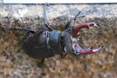 2022-05-31 Giant stag beetle