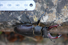 20220531-p2420230-stag-beetle