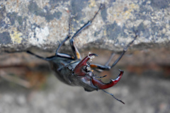 20220531-p2420232-stag-beetle