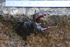 20220531-p2420236-stag-beetle