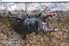 20220531-p2420237-stag-beetle