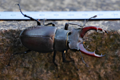 20220531-p2420242-stag-beetle