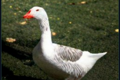 craiyon_133745_mr_goose_br_