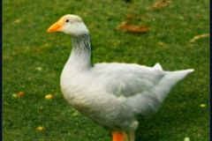 craiyon_133748_mr_goose_br_