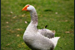 craiyon_133751_mr_goose_br_