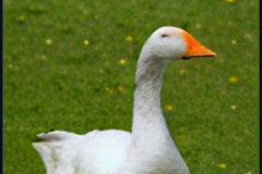 craiyon_133754_mr_goose_br_