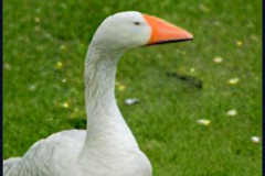 craiyon_133757_mr_goose_br_