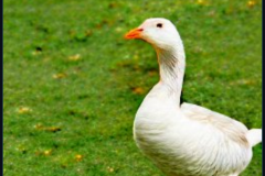 craiyon_133805_mr_goose_br_