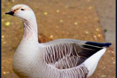 craiyon_133843_Ebenezer_Goose_br_