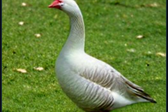 craiyon_133847_Ebenezer_Goose_br_