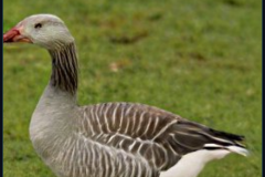 craiyon_133855_Ebenezer_Goose_br_