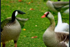 craiyon_133947_Some_Geese_br_