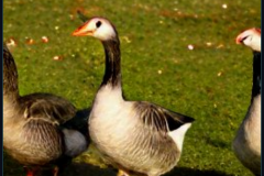 craiyon_133954_Some_Geese_br_