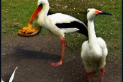 craiyon_134740_A_goose_and_a_stork_having_dinner_br_