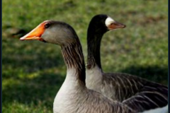 craiyon_134920_Honking_nbsp__goose_br_