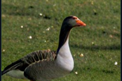 craiyon_134923_Honking_nbsp__goose_br_