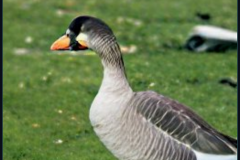 craiyon_134927_Honking_nbsp__goose_br_