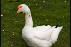 craiyon_140936_Honking_nbsp__white_goose_br_