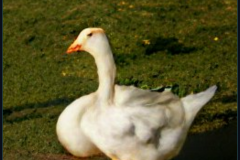 craiyon_140940_Honking_nbsp__white_goose_br_