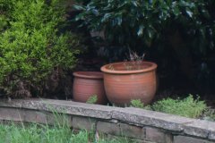 20231222-P1080086-garden-beck-lens-unedited