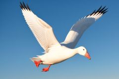 angry_white_goose_flying_towar