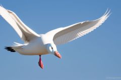 angry_white_goose_flying_towar_-_1