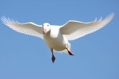 angry_white_goose_flying_towar_-_2