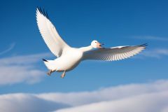 angry_white_goose_flying_towar_-_4