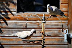 2024-06-24 Collared doves