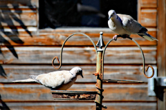 20240624-p2520987-collared-doves