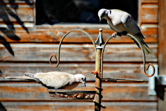 20240624-p2520988-collared-doves