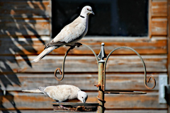 20240624-p2520991-collared-doves