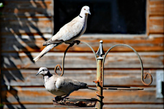 20240624-p2520992-collared-doves