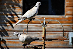 20240624-p2520993-collared-doves