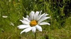 2025-06-18 Ox-eye daisy