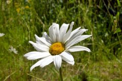 2025-06-18 Ox-eye daisy