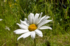20250618-p2530783-ox-eye-daisy