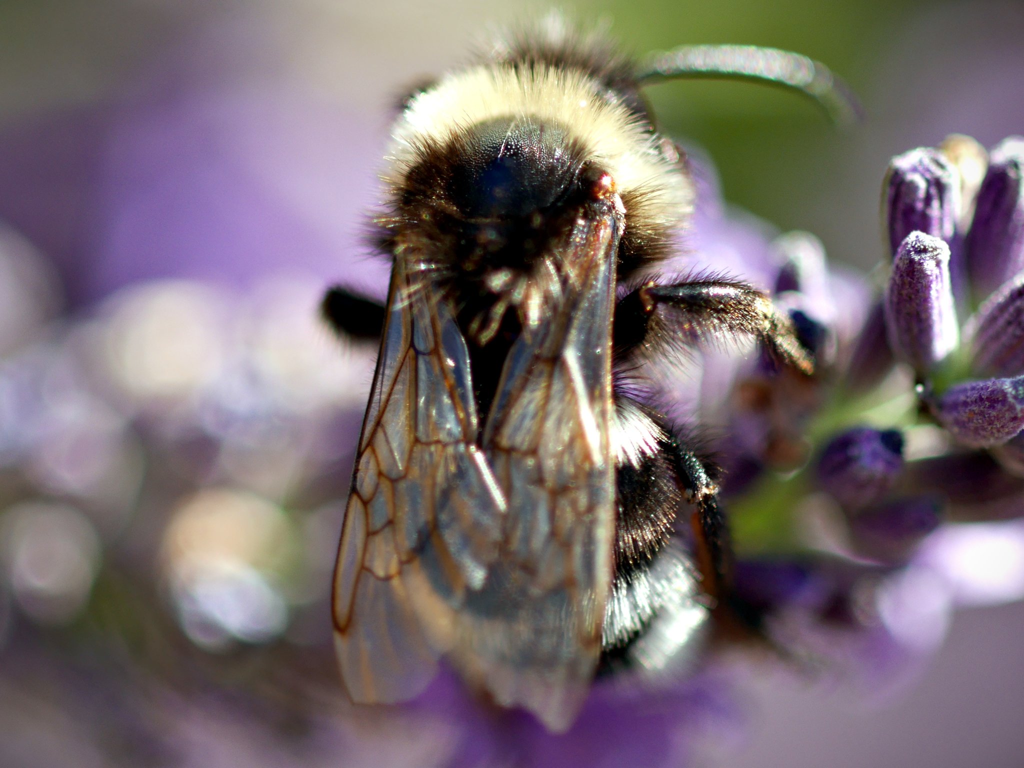 Black and white furry bumblebee on lavender