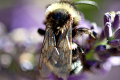 Black and white furry bumblebee on lavender