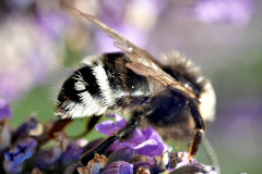 20250712-p2540107-black-and-white-furry-bumblebee-on-lavender